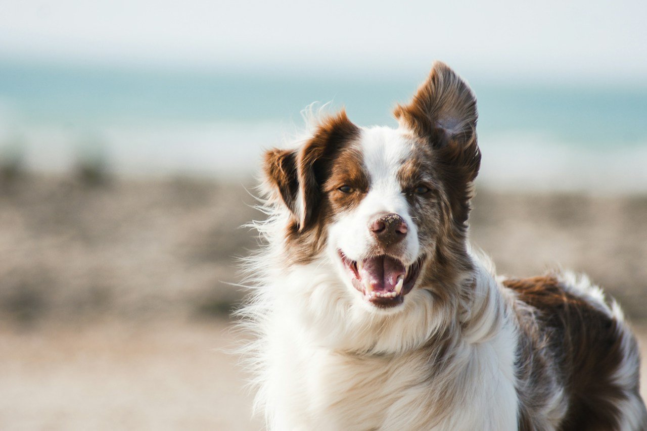 Petco vs PetSmart: Which Is Actually Better for Your Pet (and Your Wallet)?